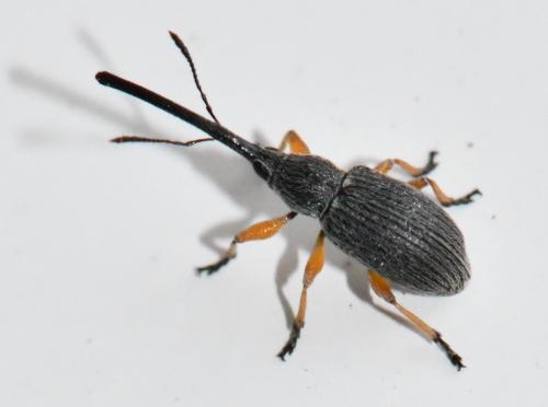 Rhopalapion longirostre